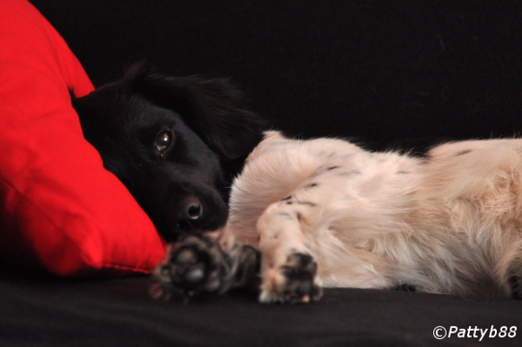 Stabyhoun.nl Stabyhoun.nl