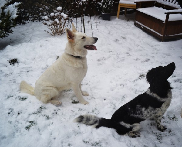 Stabyhoun.nl Stabyhoun.nl