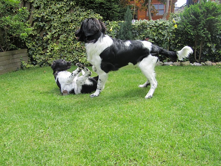 Stabyhoun.nl Stabyhoun.nl