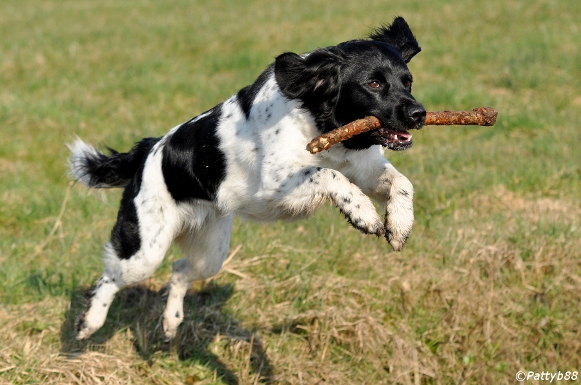 Stabyhoun.nl Stabyhoun.nl