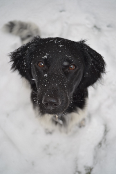 Stabyhoun.nl Stabyhoun.nl