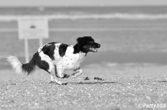 Stabyhoun.nl Stabyhoun.nl