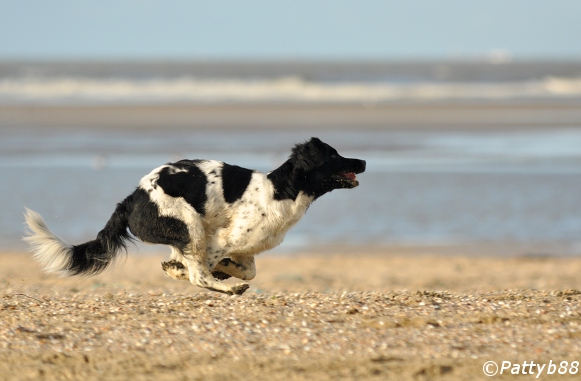 Stabyhoun.nl Stabyhoun.nl