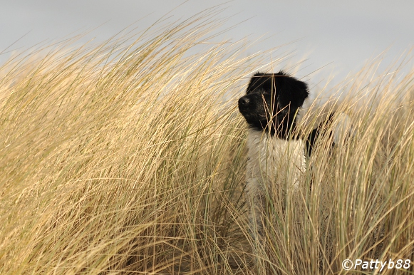 Stabyhoun.nl Stabyhoun.nl