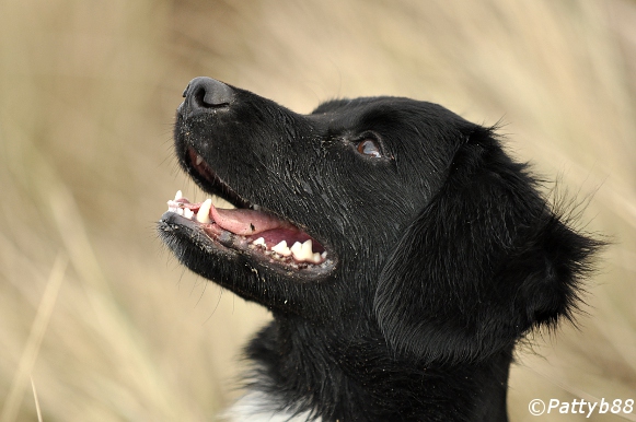 Stabyhoun.nl Stabyhoun.nl