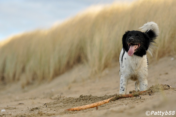 Stabyhoun.nl Stabyhoun.nl