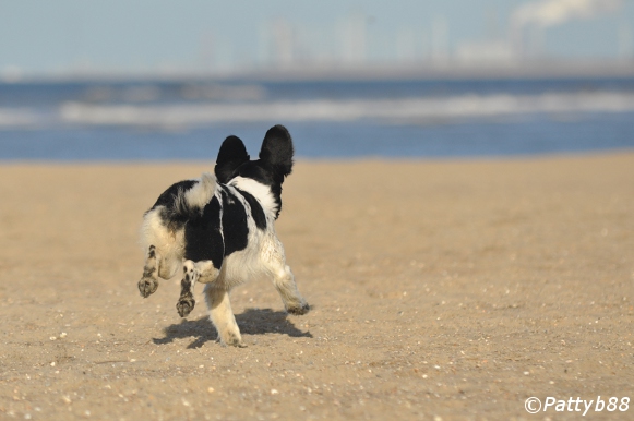 Stabyhoun.nl Stabyhoun.nl