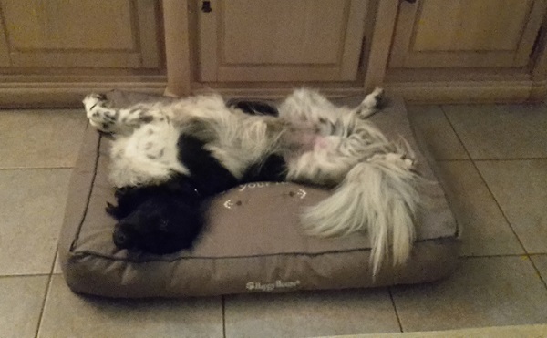 Stabyhoun.nl Stabyhoun.nl