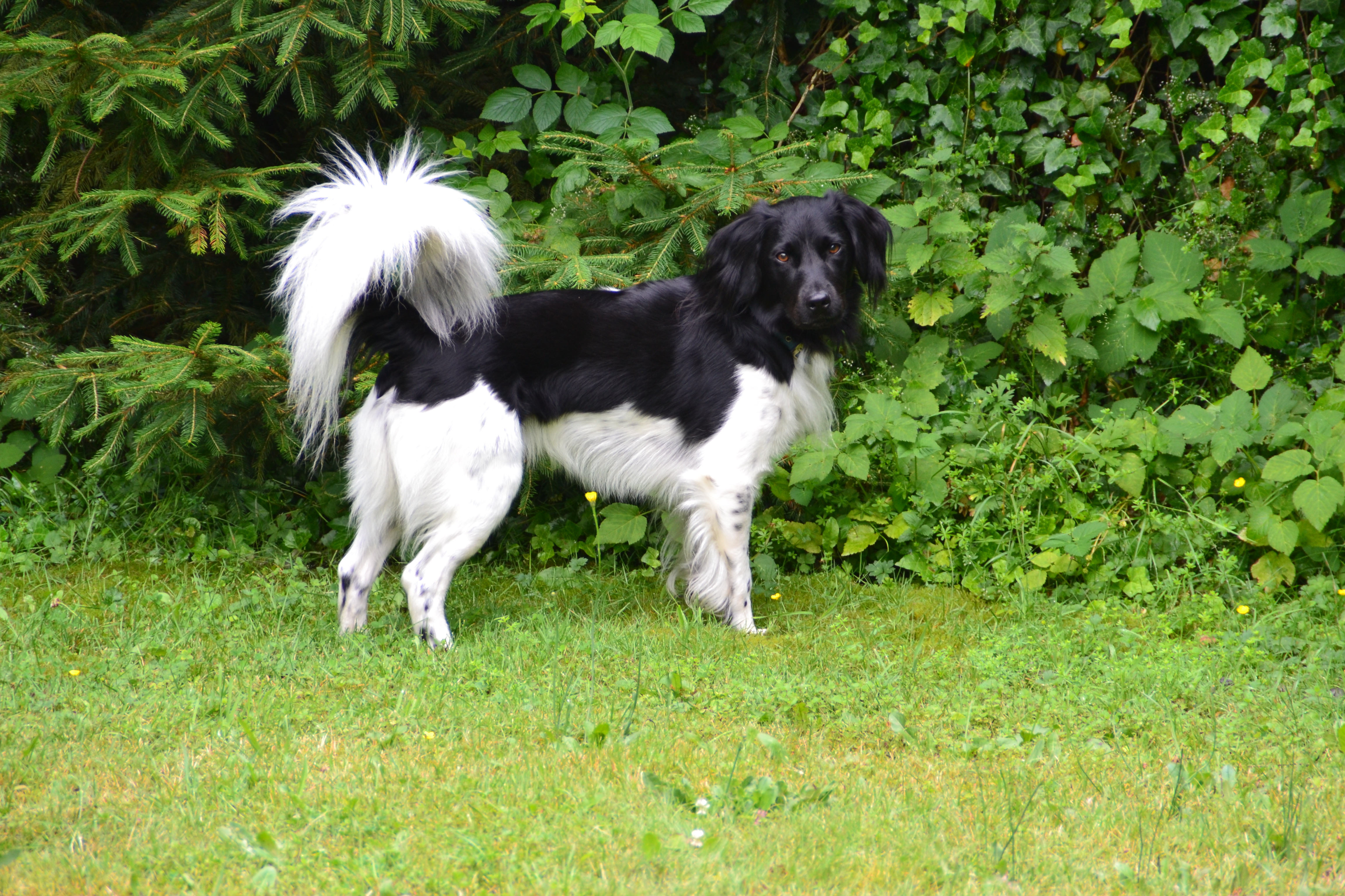 Stabyhoun.nl Stabyhoun.nl