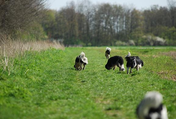 Lekker rondscharrelen