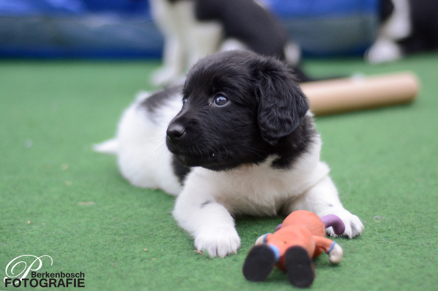 Stabyhoun.nl Stabyhoun.nl