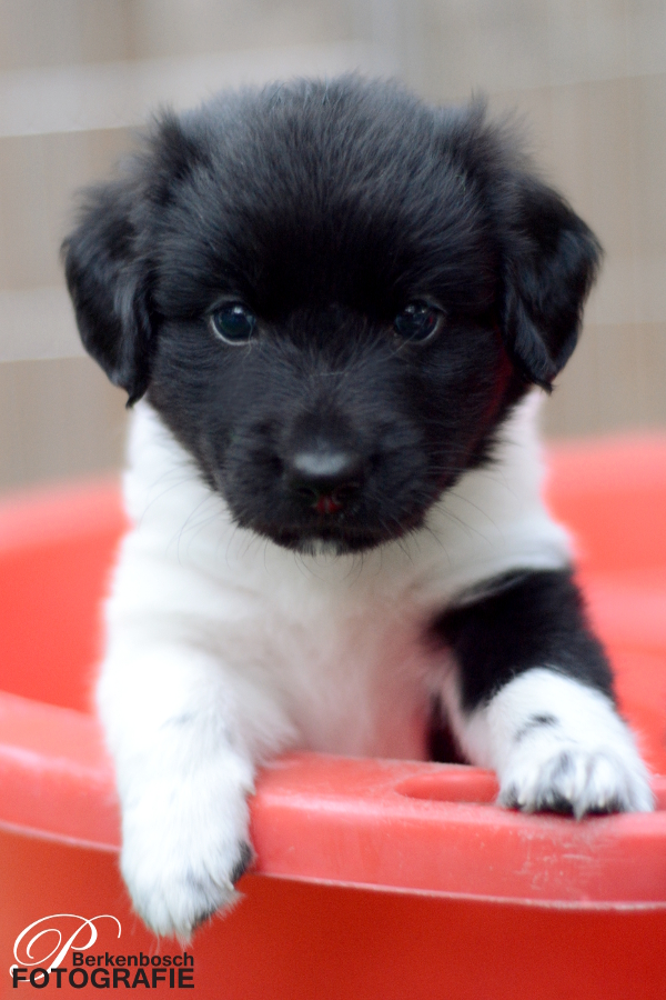 Stabyhoun.nl Stabyhoun.nl