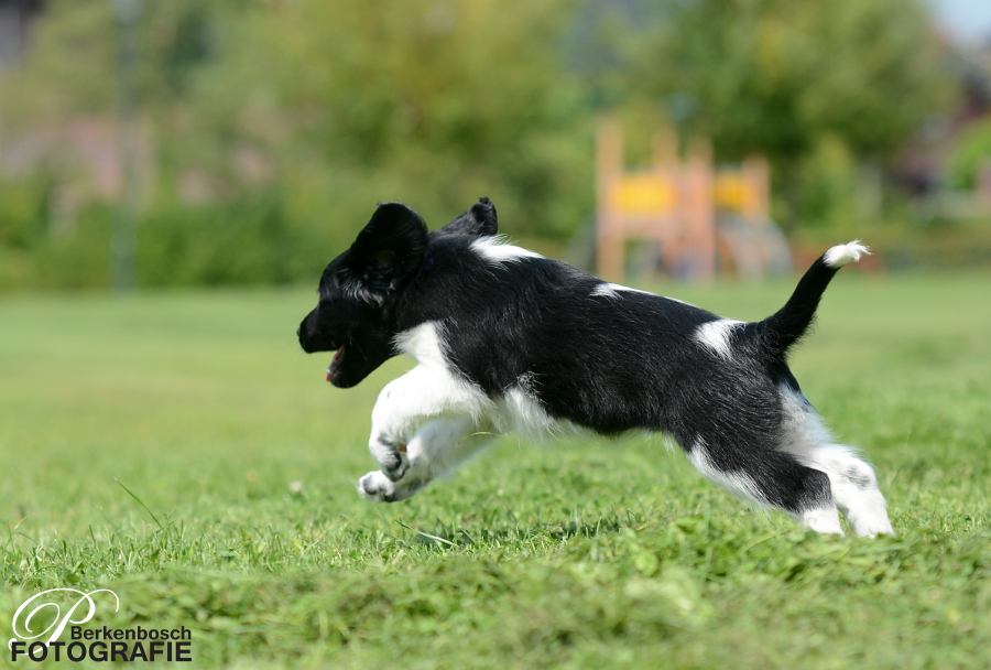 Stabyhoun.nl Stabyhoun.nl