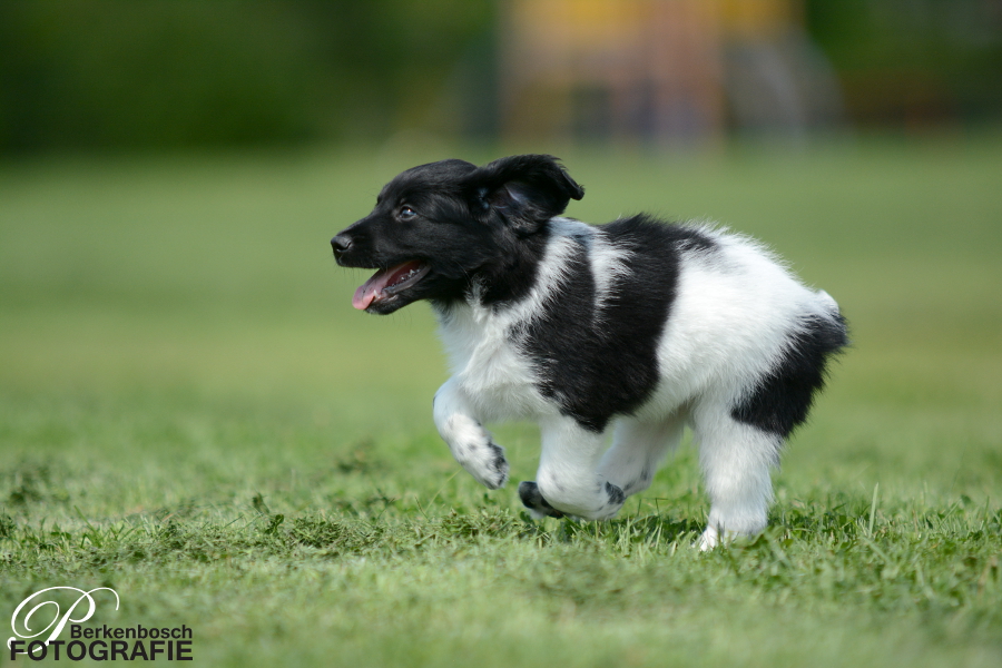 Stabyhoun.nl Stabyhoun.nl