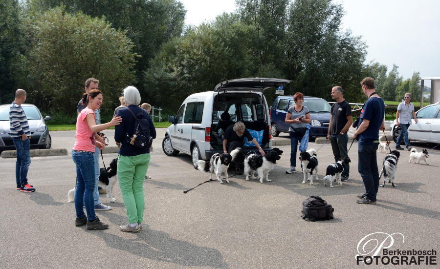 Stabyhoun.nl Stabyhoun.nl