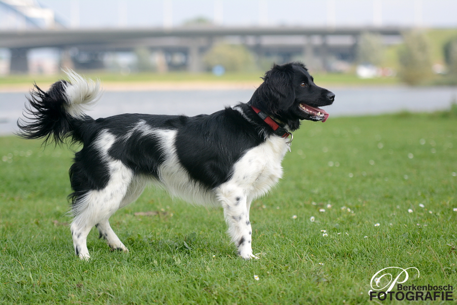 Stabyhoun.nl Stabyhoun.nl