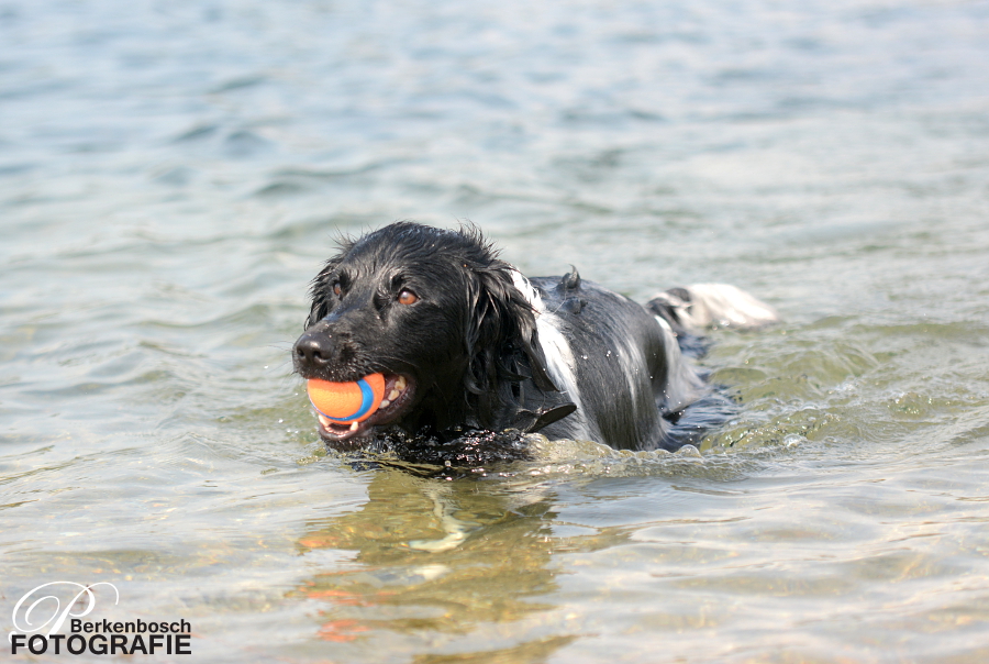 Stabyhoun.nl Stabyhoun.nl