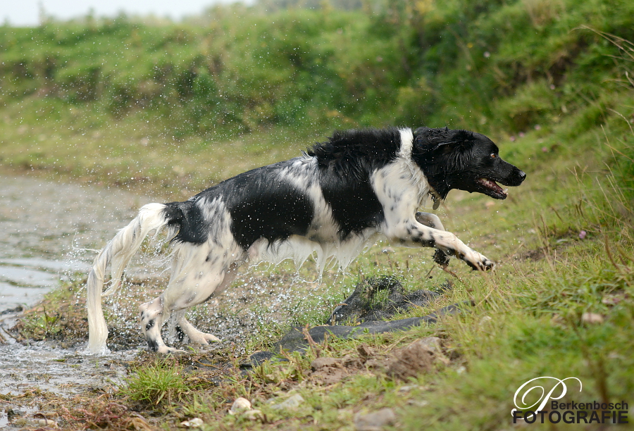 Stabyhoun.nl Stabyhoun.nl