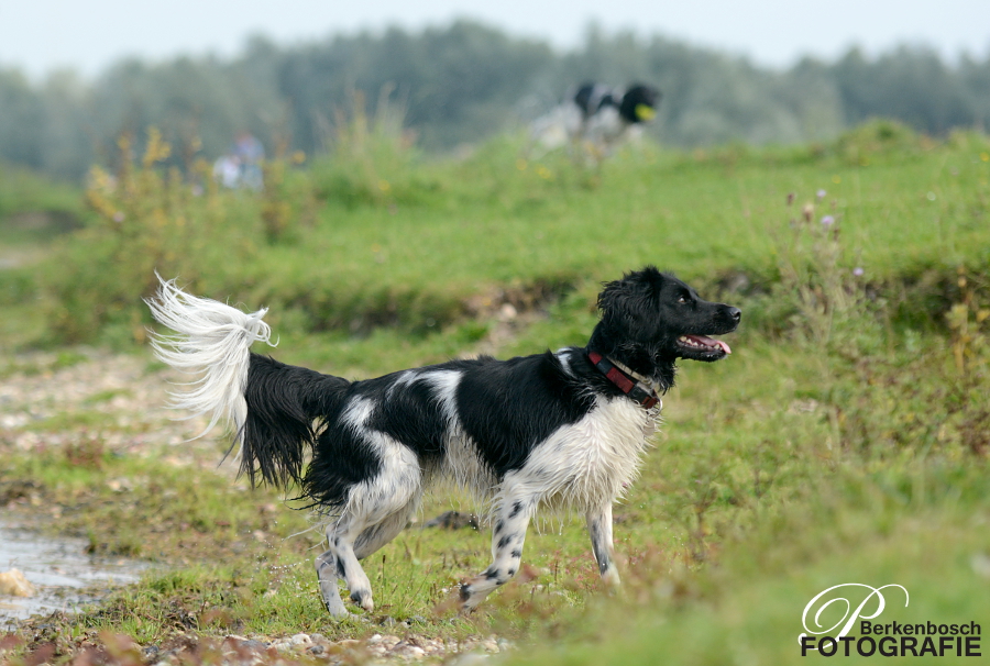 Stabyhoun.nl Stabyhoun.nl