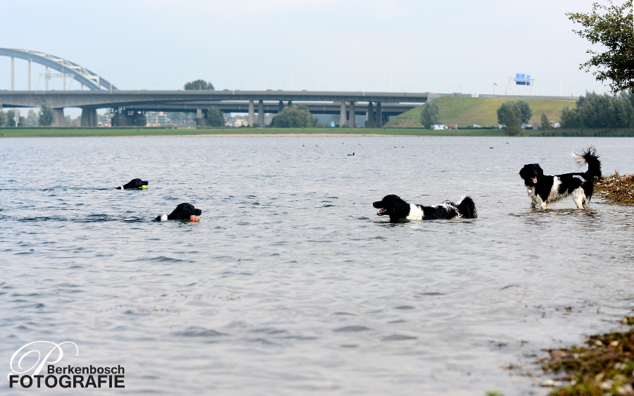 Stabyhoun.nl Stabyhoun.nl