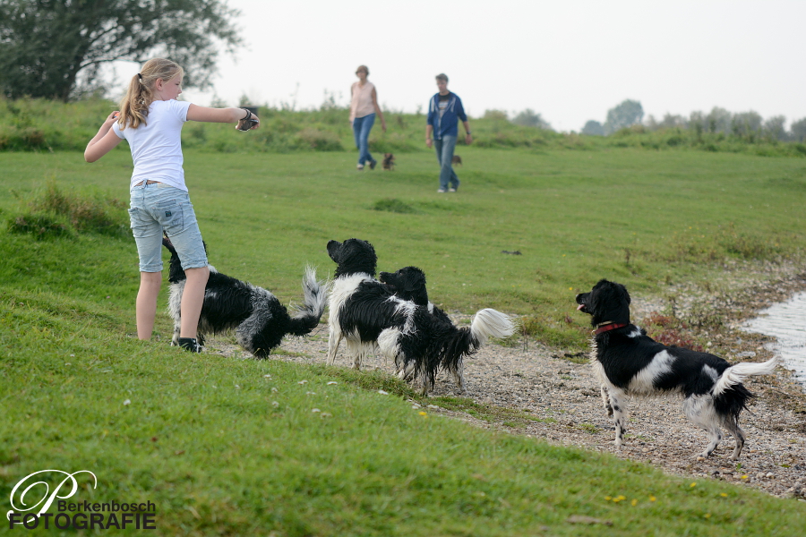 Stabyhoun.nl Stabyhoun.nl