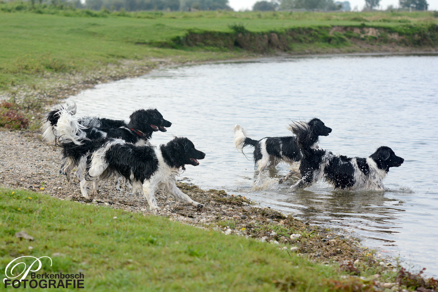 Stabyhoun.nl Stabyhoun.nl