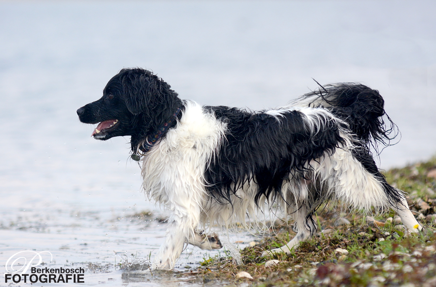 Stabyhoun.nl Stabyhoun.nl