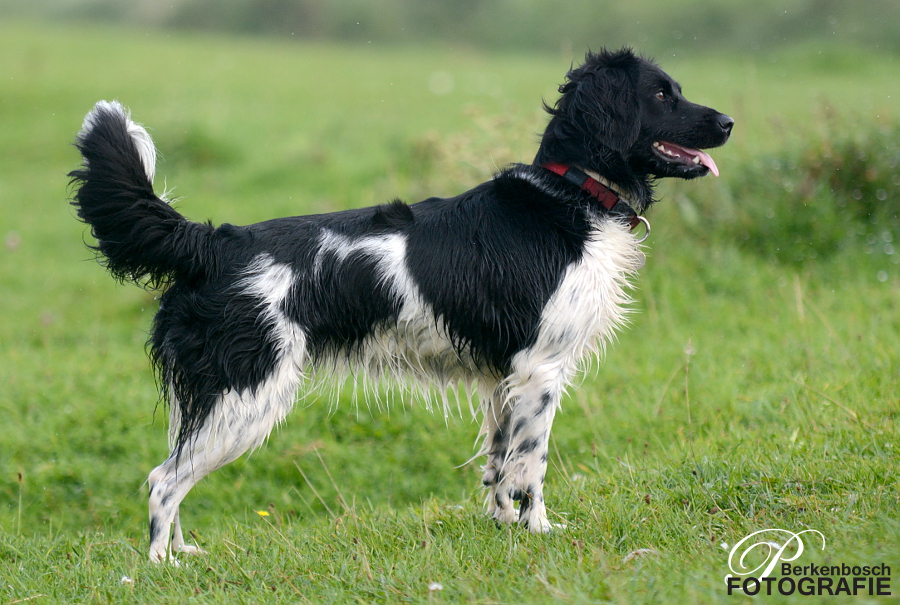 Stabyhoun.nl Stabyhoun.nl