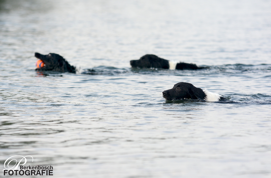 Stabyhoun.nl Stabyhoun.nl