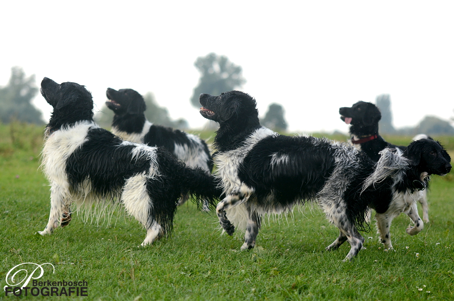 Stabyhoun.nl Stabyhoun.nl