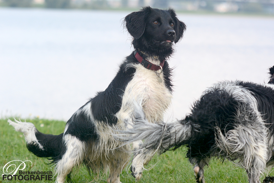 Stabyhoun.nl Stabyhoun.nl