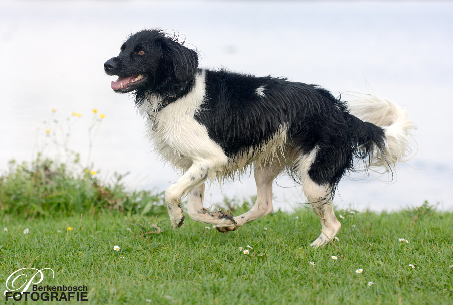 Stabyhoun.nl Stabyhoun.nl