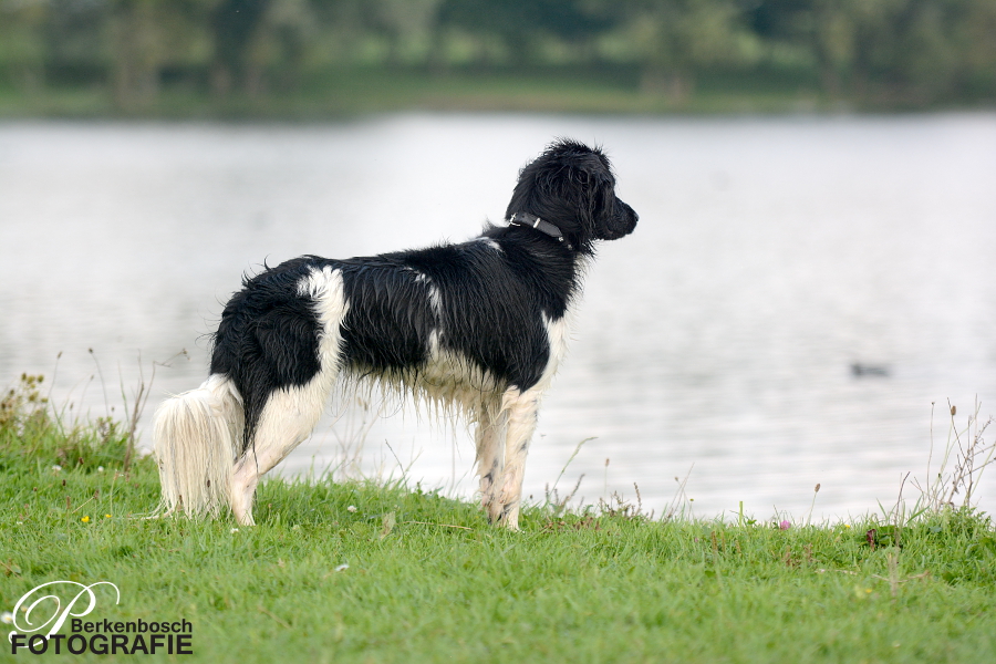 Stabyhoun.nl Stabyhoun.nl