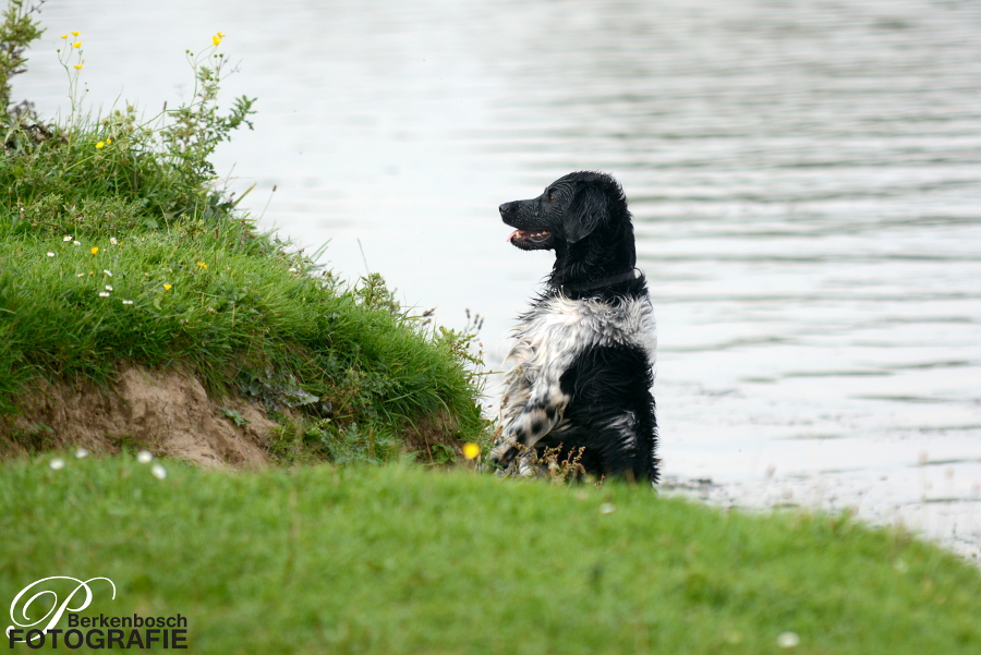 Stabyhoun.nl Stabyhoun.nl