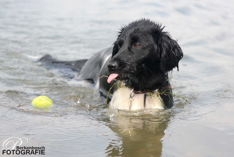 Stabyhoun.nl Stabyhoun.nl