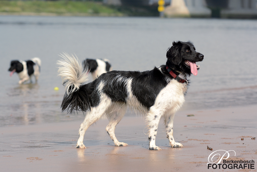 Stabyhoun.nl Stabyhoun.nl