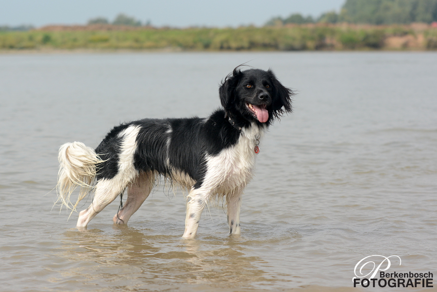 Stabyhoun.nl Stabyhoun.nl