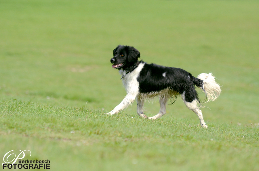 Stabyhoun.nl Stabyhoun.nl