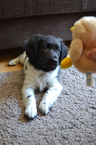 Stabyhoun.nl Stabyhoun.nl