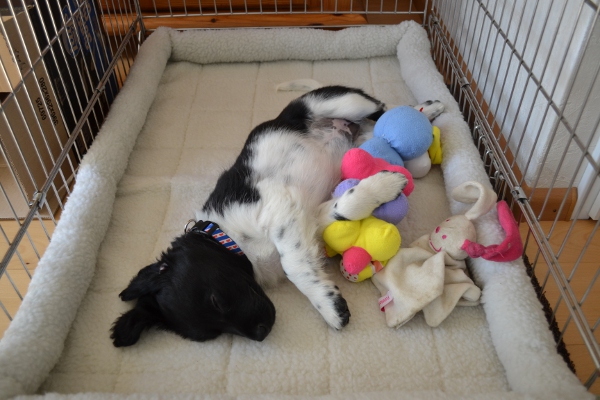 Stabyhoun.nl Stabyhoun.nl