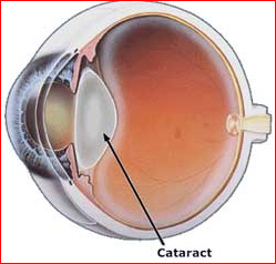 Stabyhoun.nl Stabyhoun.nl