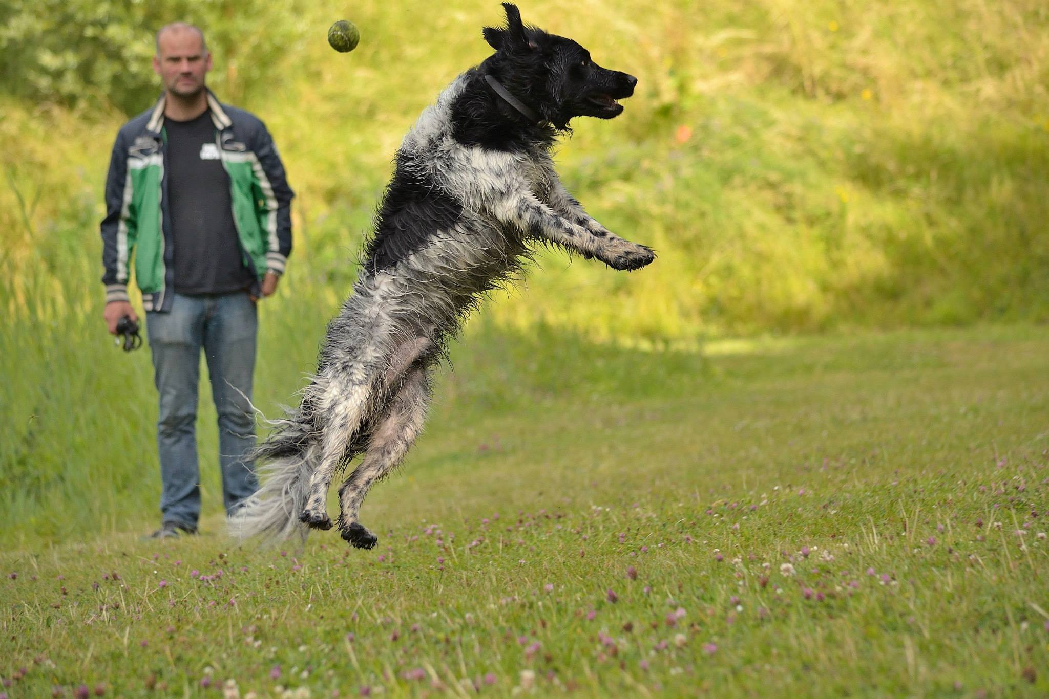 Stabyhoun.nl Stabyhoun.nl