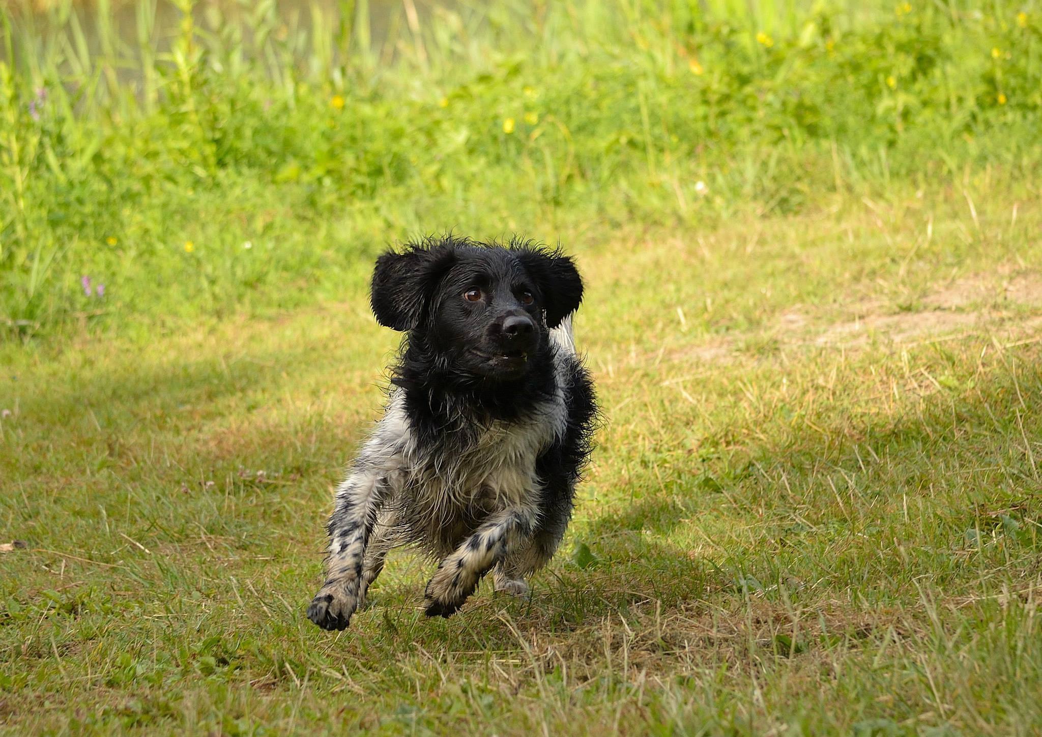 Stabyhoun.nl Stabyhoun.nl